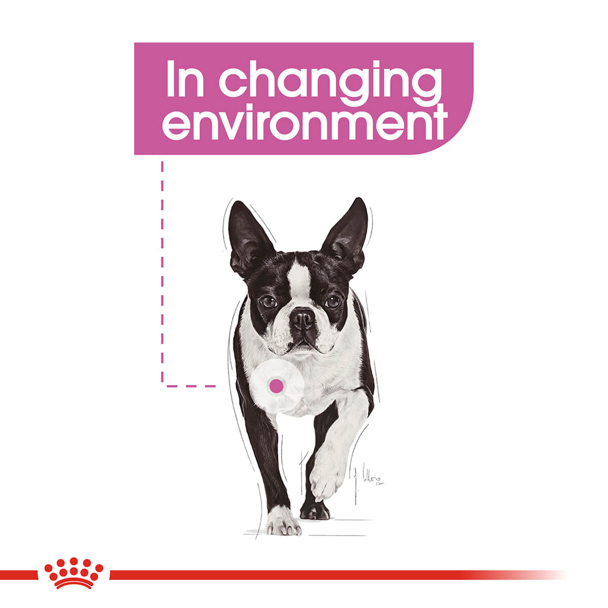 Royal Canin Mini Relax Care Adult Dry Dog Food 3Kg