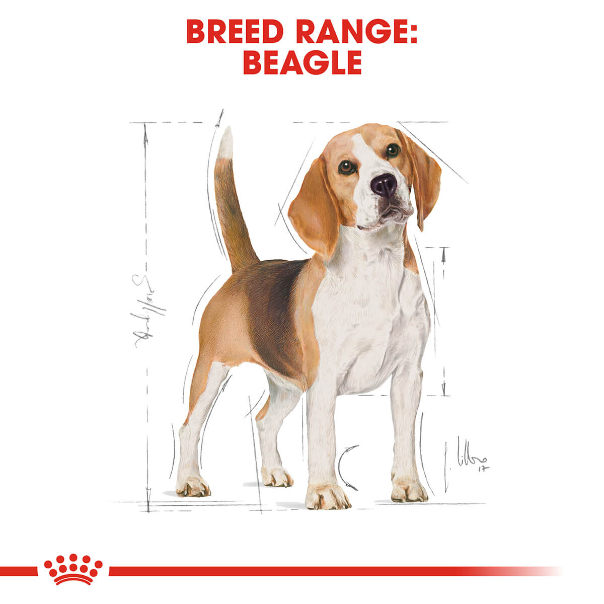 Royal Canin Beagle Adult Dry Dog Food 3Kg
