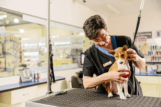 Holiday grooming – your dog’s summer refresh