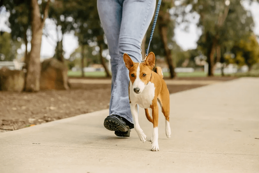 How often should I be walking my dog?