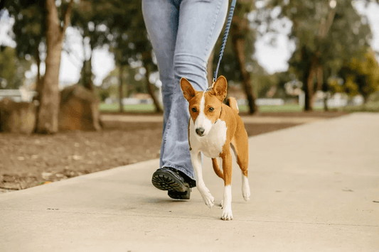 How often should I be walking my dog?