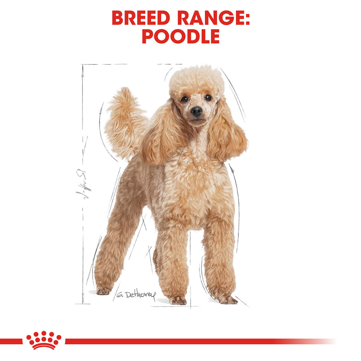 Royal Canin Poodle Adult Wet Dog Food 85G