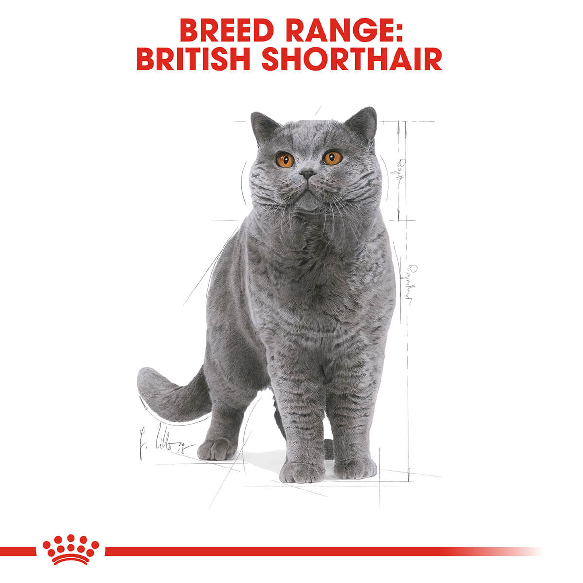 Royal Canin British Shorthair Adult Dry Cat Food 2Kg Best Friends Pets