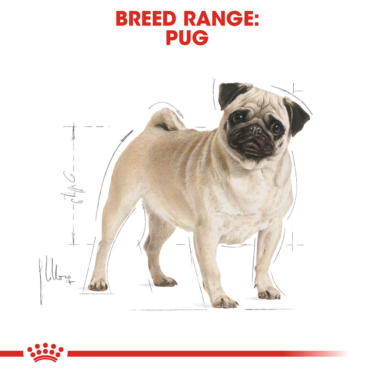 Royal Canin Pug Adult Dry Dog Food 3Kg