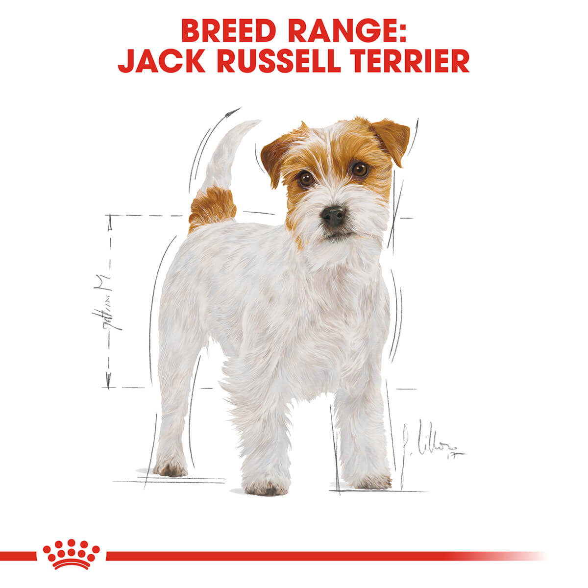 Royal Canin Jack Russell Adult Dry Dog Food 3Kg