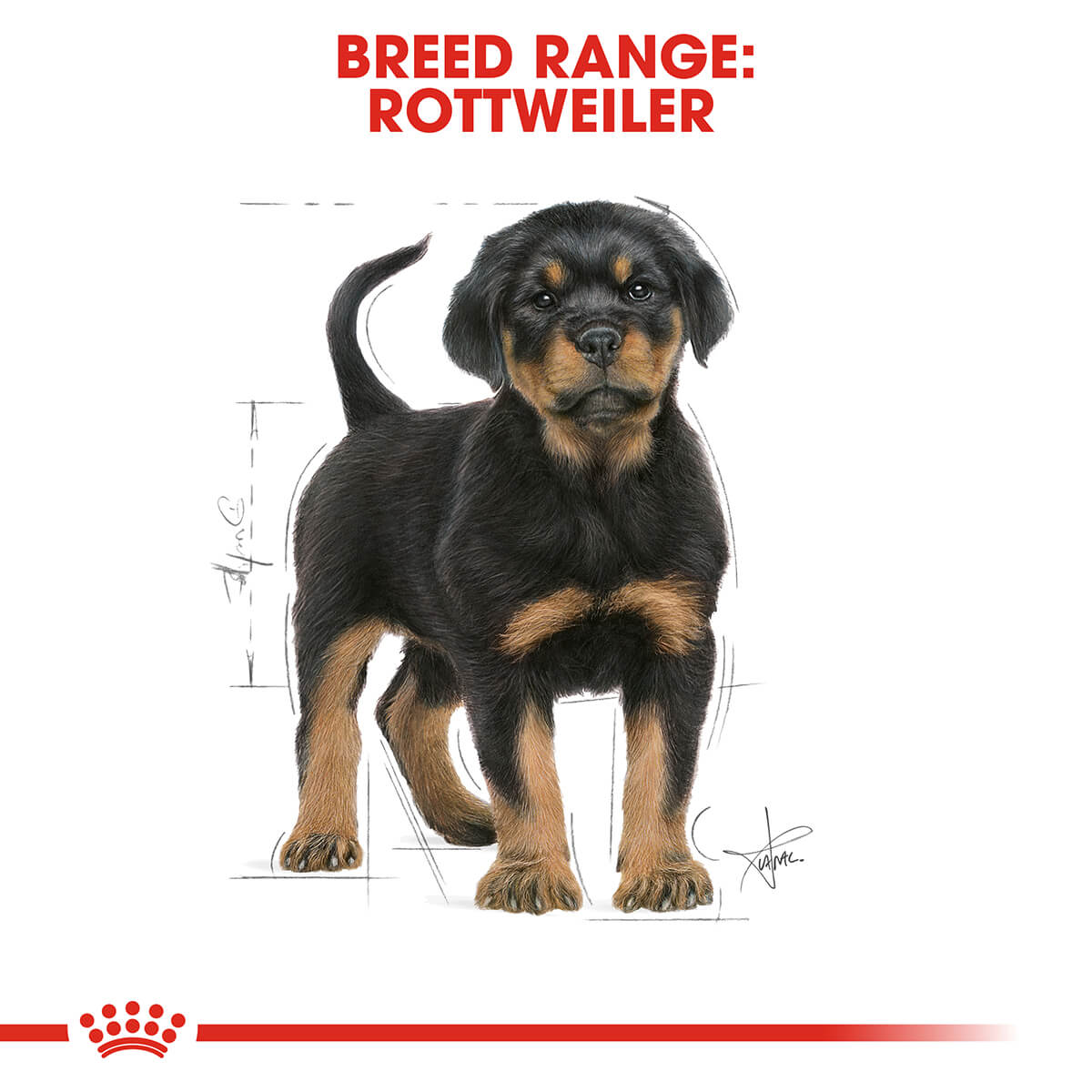 Royal Canin Rottweiler Puppy Dry Dog Food 12Kg