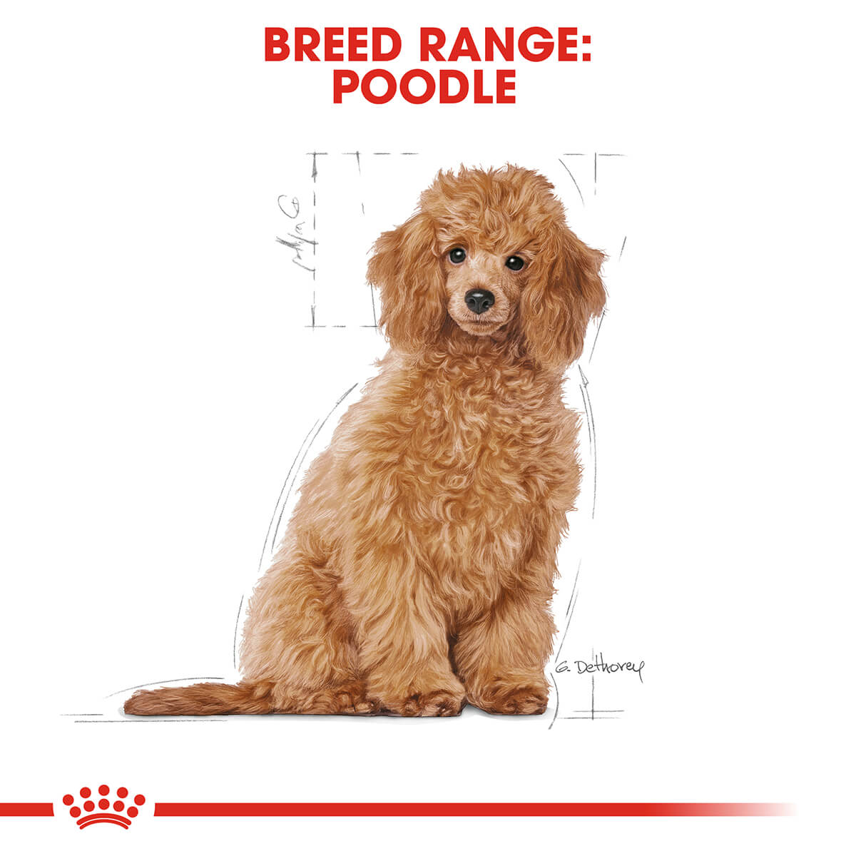 Royal Canin Poodle Puppy Dry Dog Food 3Kg