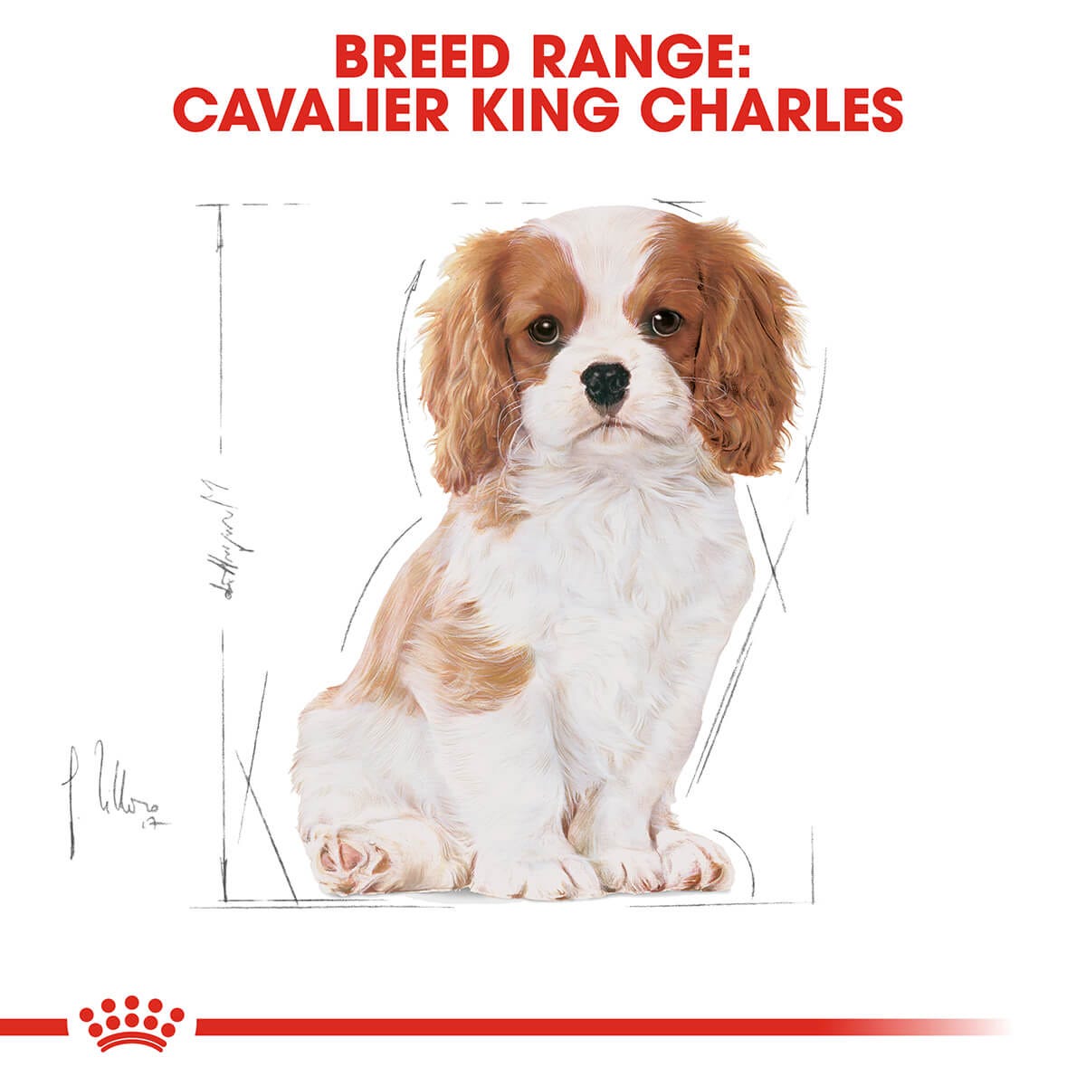 Royal Canin Cavalier King Charles Puppy Dry Dog Food 1.5Kg