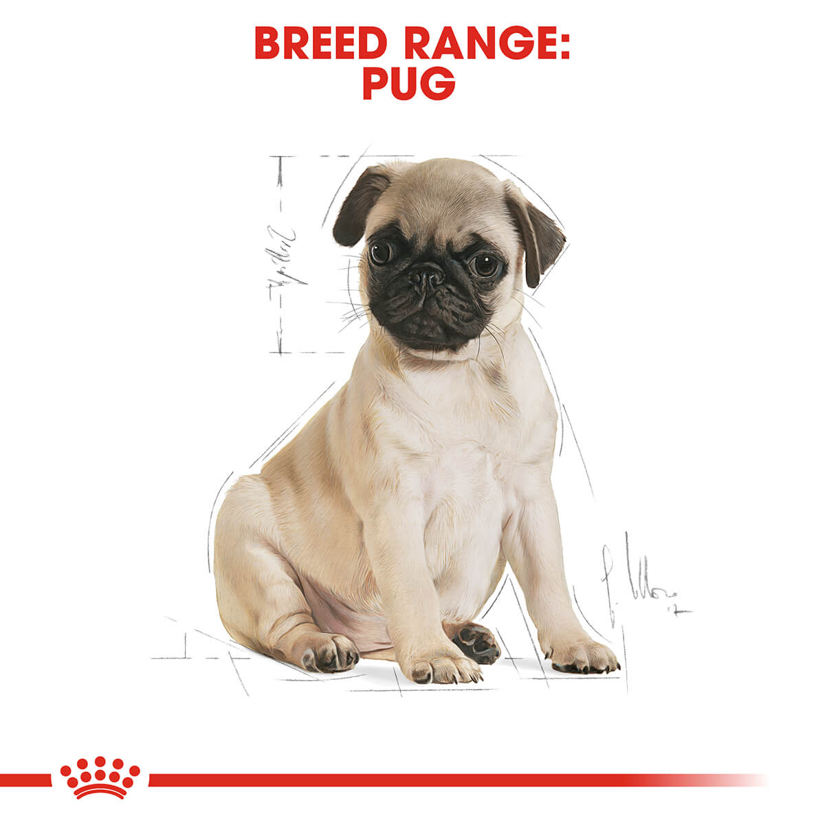 Royal Canin Pug Puppy Dry Dog Food 1.5Kg