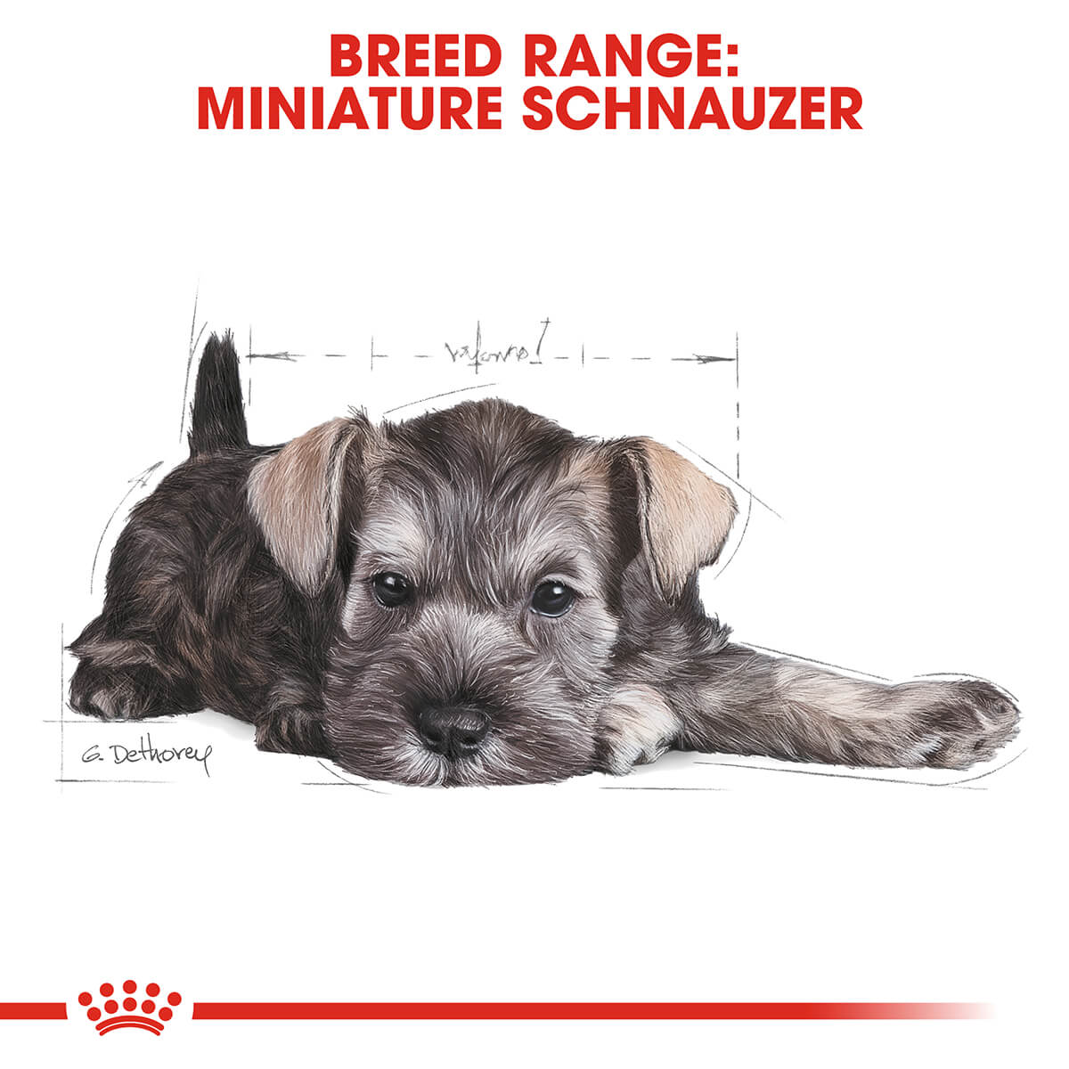 Royal Canin Miniature Schnauzer Puppy Dry Dog Food 1.5Kg