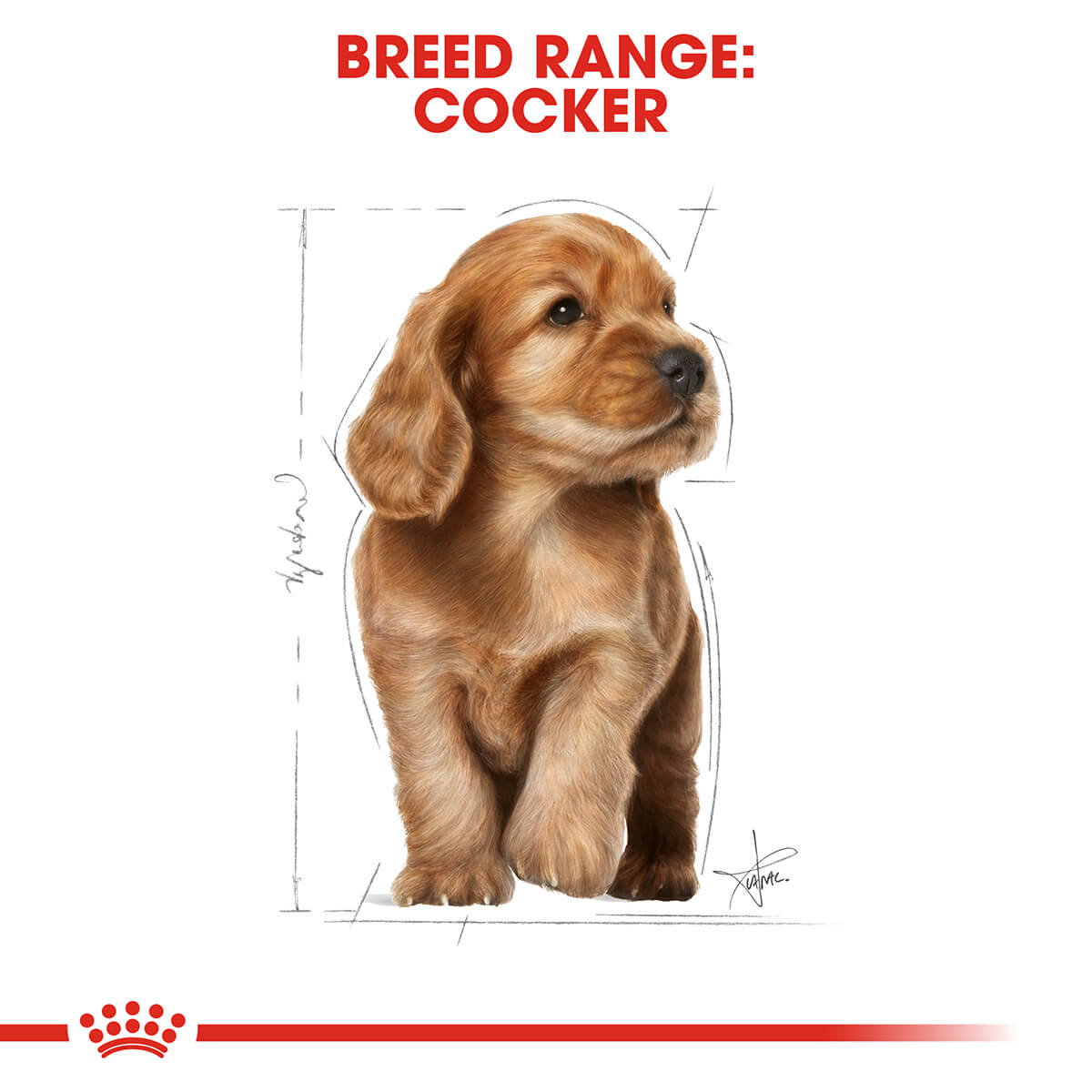 Royal Canin Cocker Spaniel Puppy Dry Dog Food 3Kg