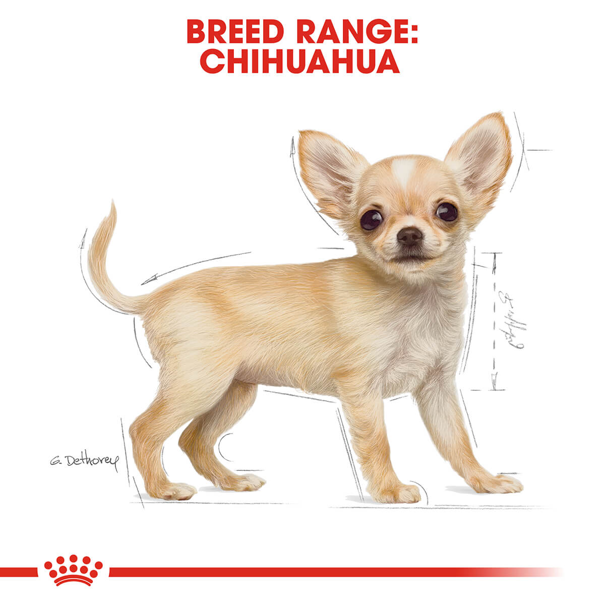 Royal Canin Chihuahua Puppy Dry Dog Food 1.5Kg