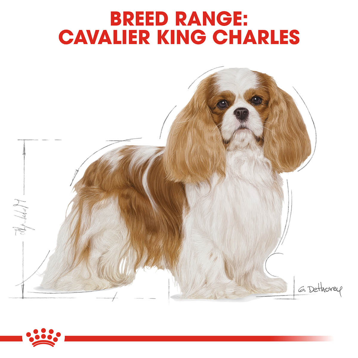 Royal Canin Cavalier King Charles Adult Dry Dog Food 3Kg