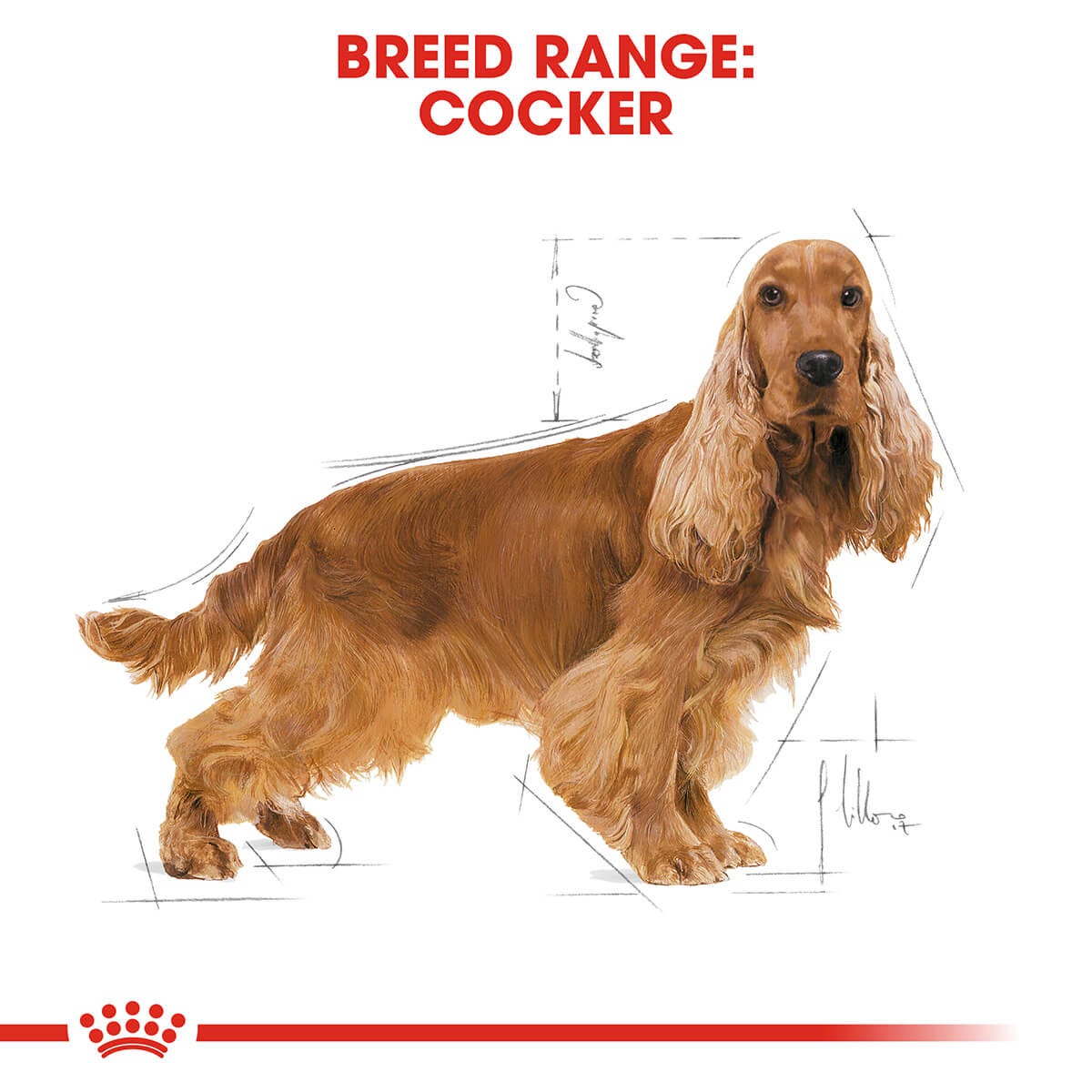 RC Adult Cocker Spaniel 12kg