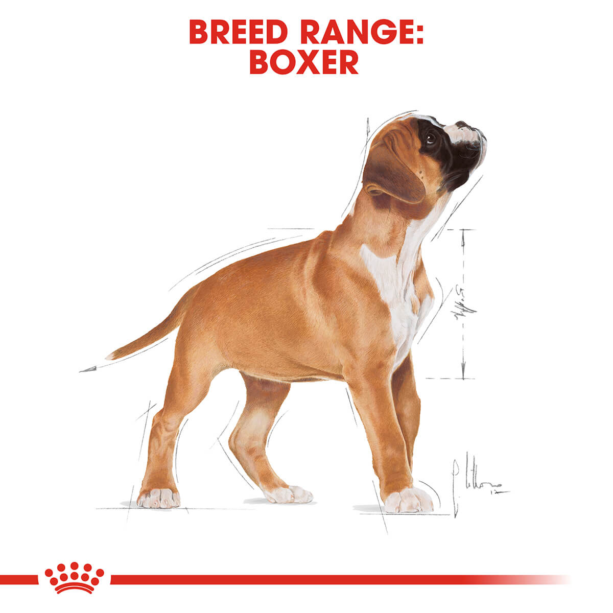 Royal Canin Boxer Puppy Dry Dog Food 12Kg