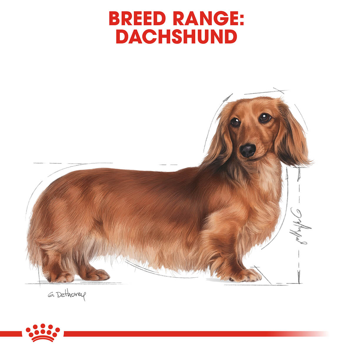 Royal Canin Dachsund Adult Dry Dog Food 1.5Kg