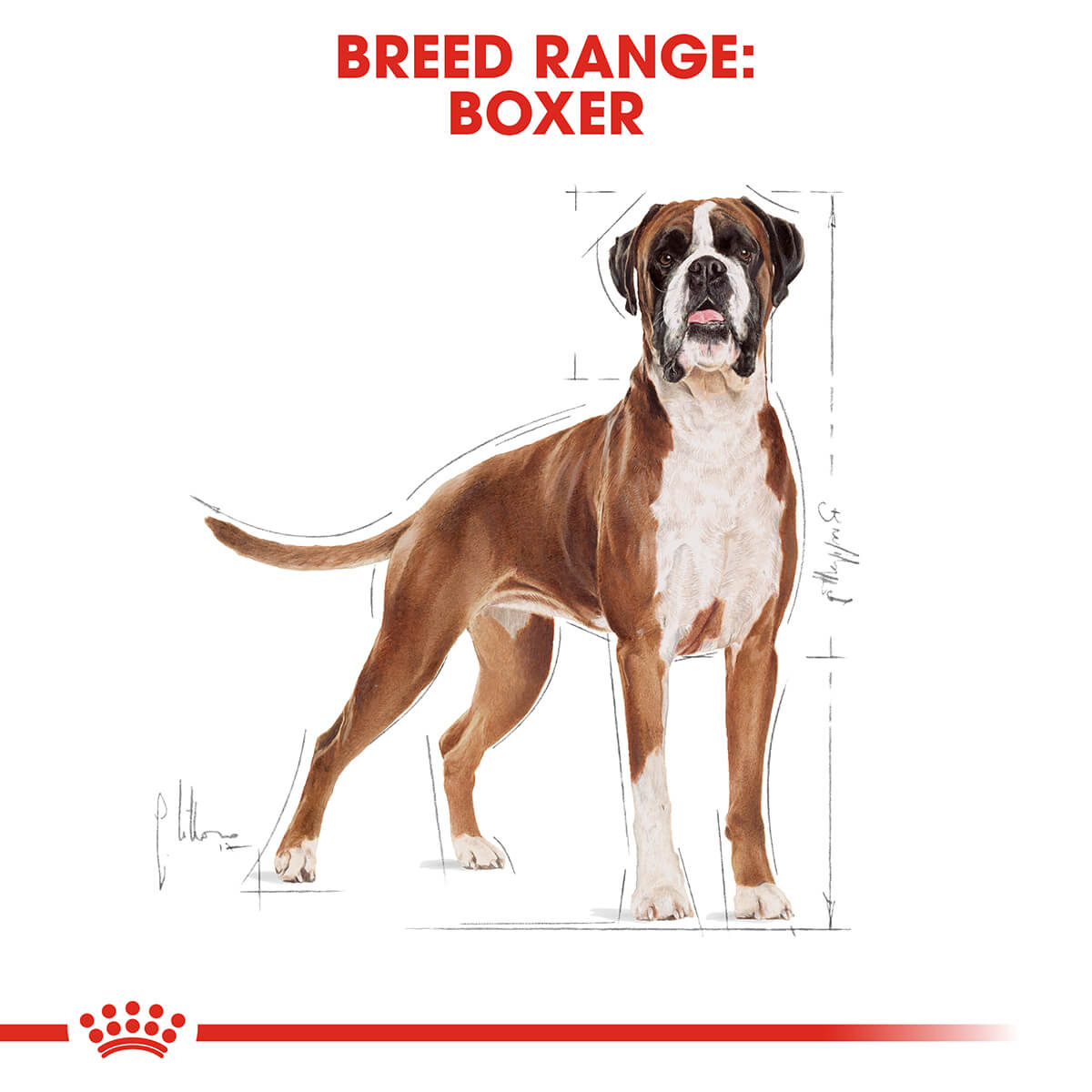 Royal Canin Boxer Adult Dry Dog Food 12Kg