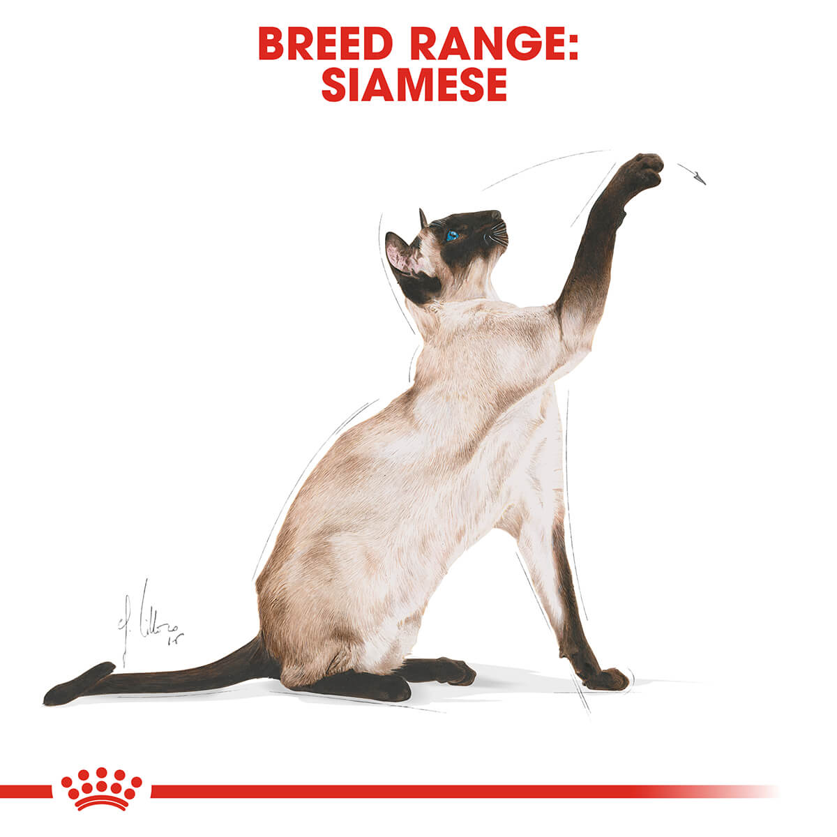 Royal Canin Siamese Adult Dry Cat Food 2Kg