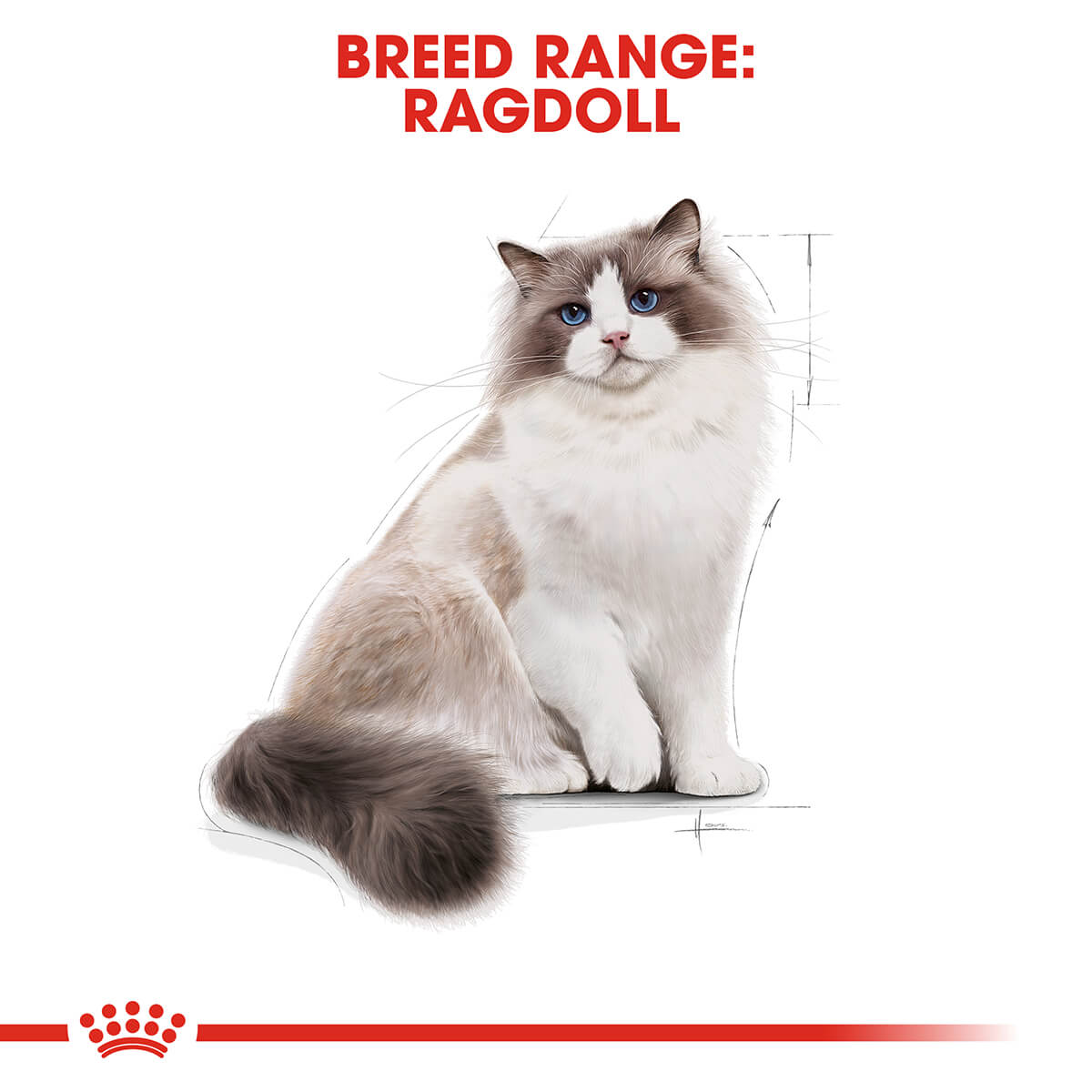 Royal Canin Ragdoll Adult Dry Cat Food 2Kg