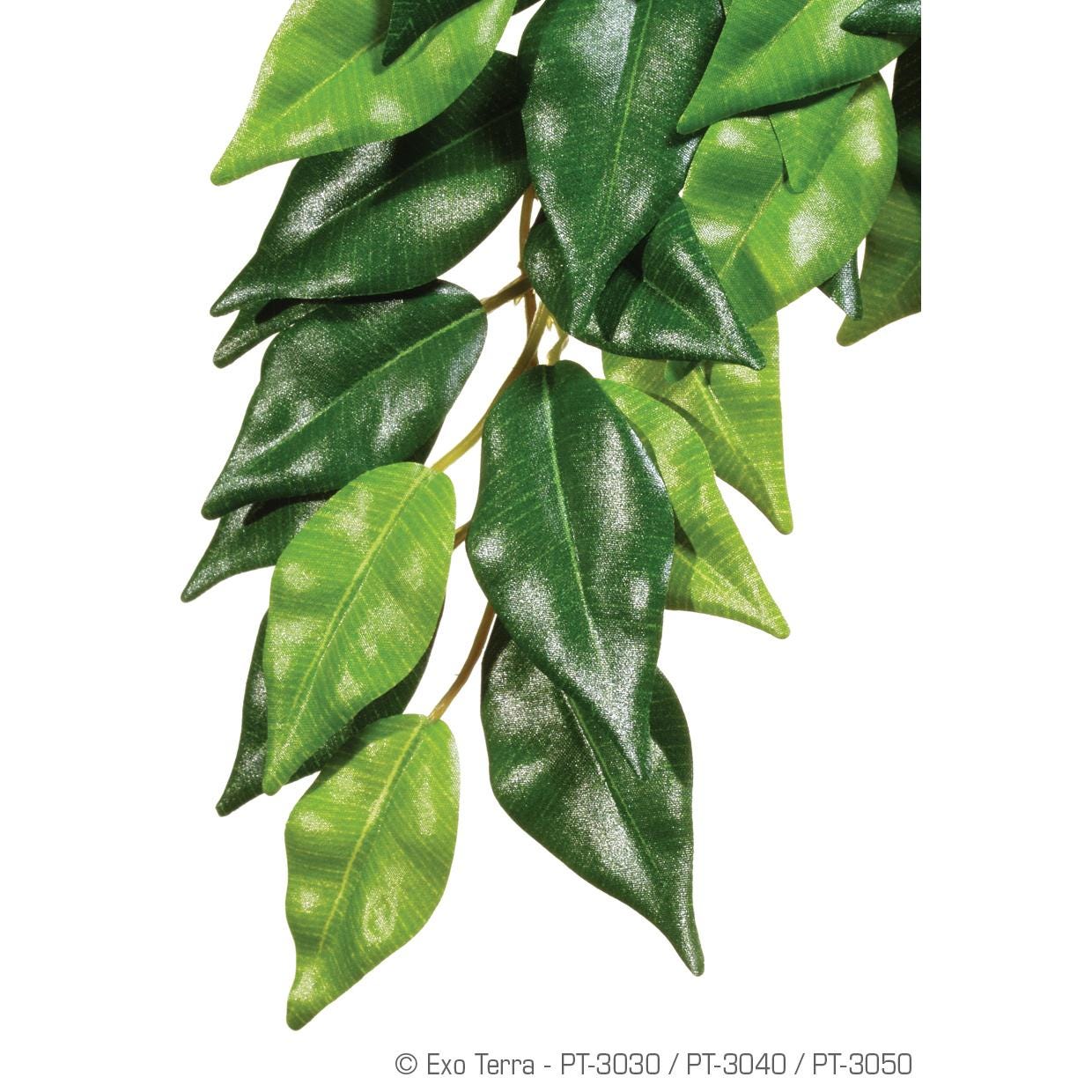 Et Forest Plant - Ficus - Med